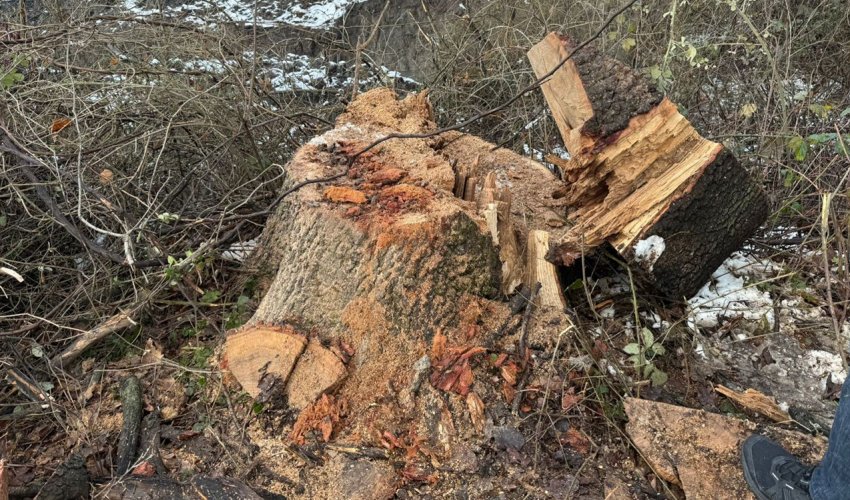 Oğuzda palıd ağaclarını kəsən şəxs saxlanılıb