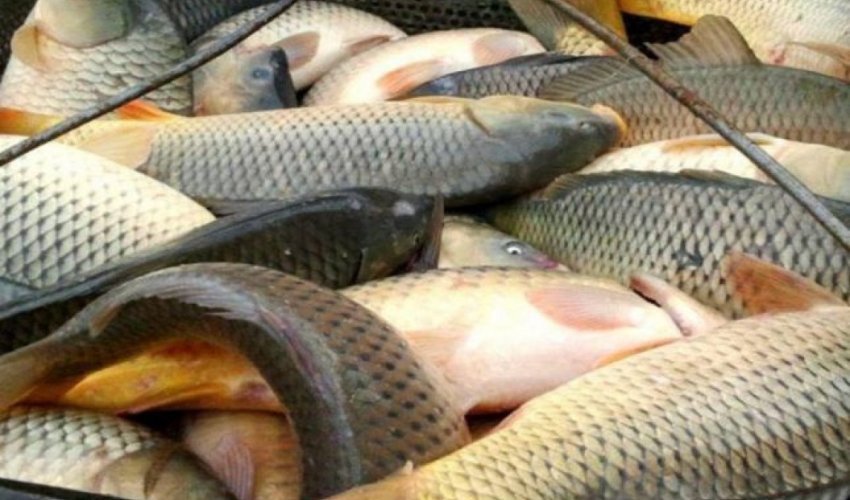 Balıq ovu üçün kvota təsdiqlənib