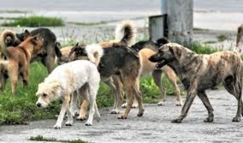 Bakıda insanlar cinayətkarlardan yox, küçə itlərindən qorxur - Deputat