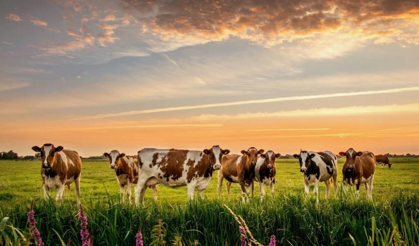 Gürcüstan Azərbaycana mal-qara satışından gəlirini 3 dəfəyə yaxın artırıb