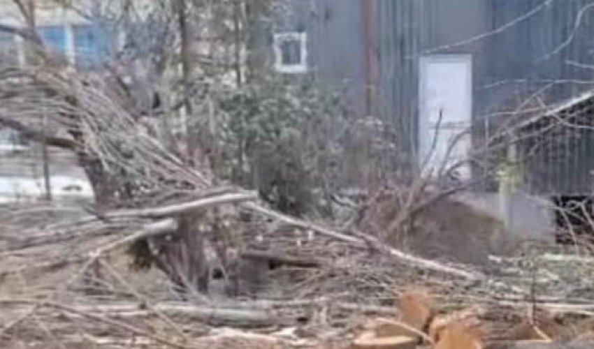 Tovuzda ağaclarının qırılması ilə bağlı araşdırma aparılır