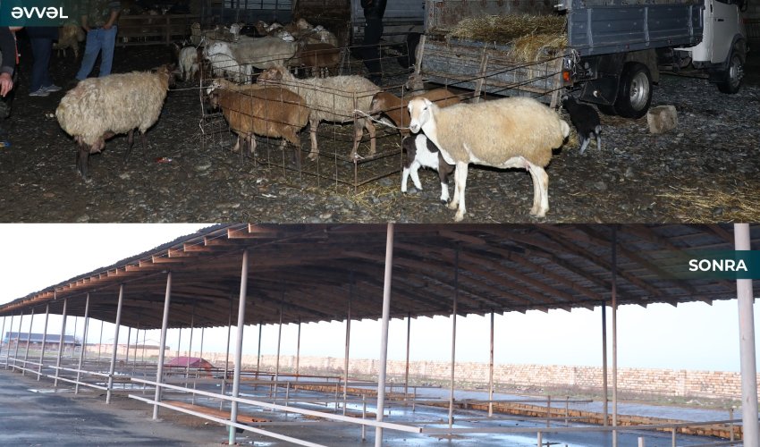 Biləsuvar heyvan bazarı yenidən fəaliyyətə başlayıb