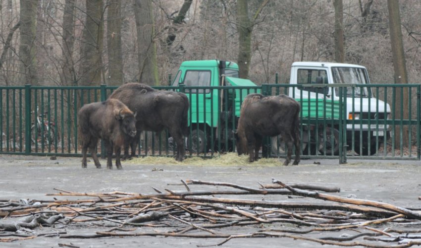 Germany Transports 18 Bison to Azerbaijan for Reintroduction Project