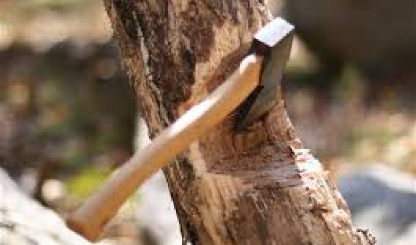 Ağacların qanunsuz kəsilməsi nəticəsində yaşıllıqlara 129 min manatdan çox ziyan dəyib