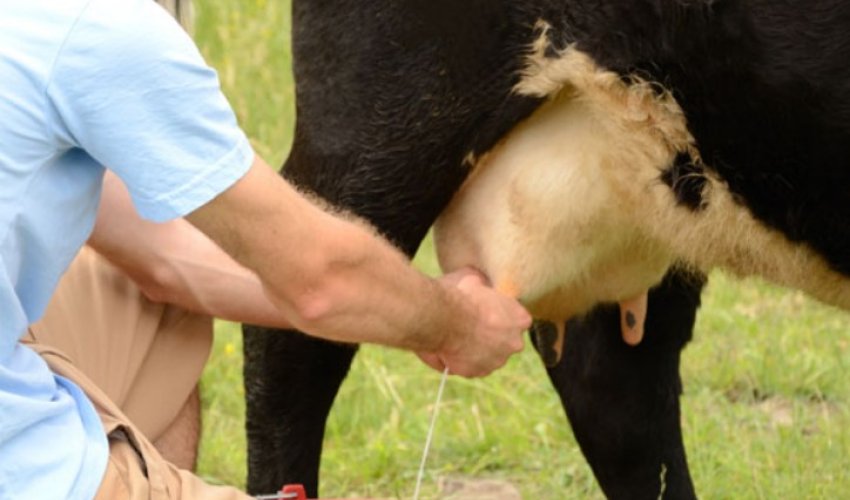 Азербайджан стал лидером по поставкам молока и сливок в Грузию в 2025 году