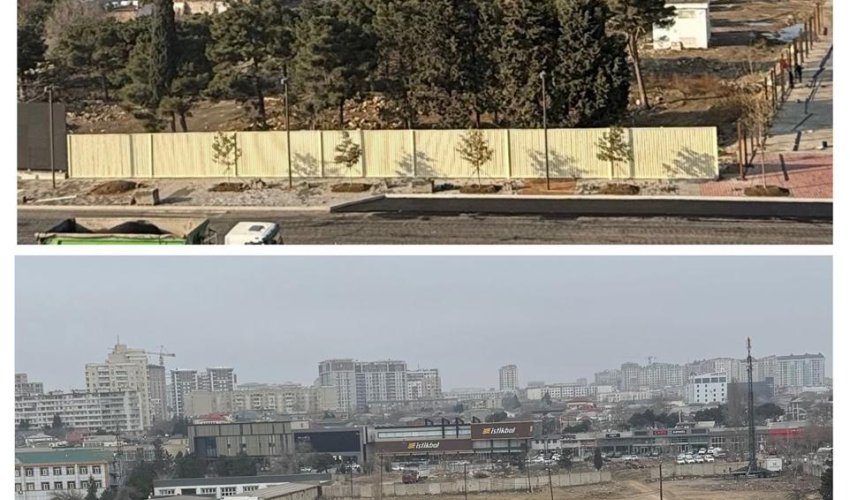 Bakı şəhərində çoxillik ağacların kəsilməsi ilə bağlı iki nəfər saxlanılıb