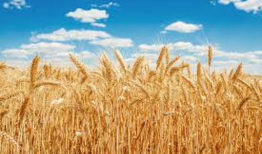 Azerbaijan&rsquo;s total grain production rises by 3% last year