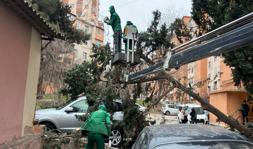 Güclü külək Bakıda 37 ağacı sındırıb