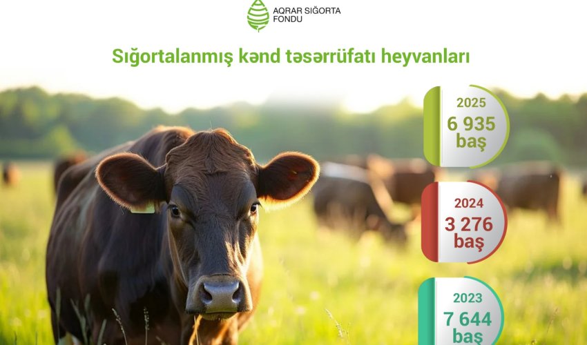 Азербайджан: количество застрахованного скота в 2025 году удвоилось