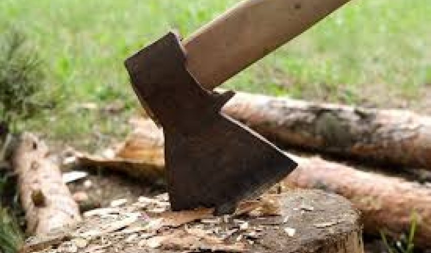 Ущерб зеленым насаждениям Баку от незаконной вырубки составил около 26 тыс. манатов