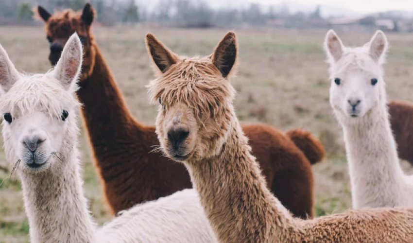 Llamas foil theft attempt on UK farm