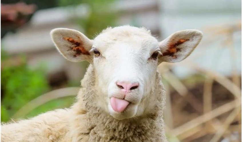 Azərbaycanda pasportu olan qoyunların sayı azalıb