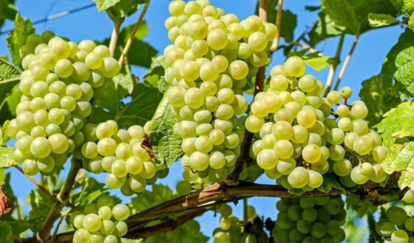 Azərbaycan Pakistana üzüm tədarük etməyə başlayıb