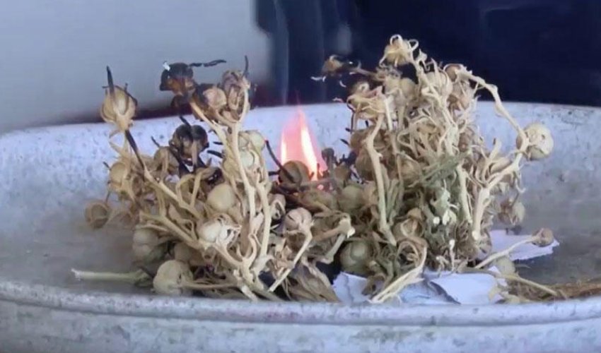 Səhiyyə Nazirliyi üzərlik bitkisi ilə bağlı xəbərdarlıq edib