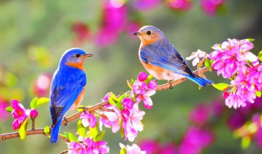 Spring to begin in Azerbaijan on March 20 at 18:45