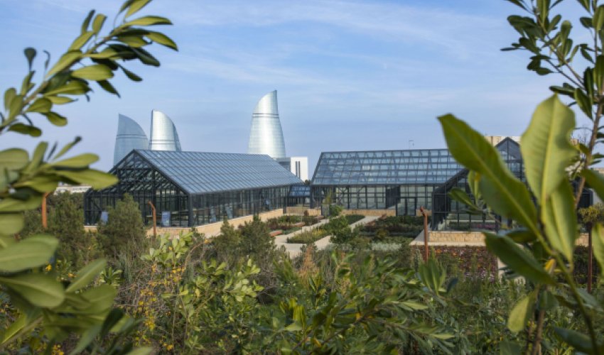 В Баку объединяют ботанический и дендрологический сады