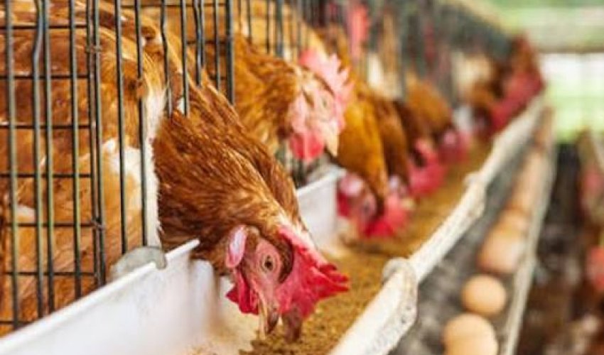 Yaponiyada quş qripi səbəbindən 560 min toyuq məhv ediləcək