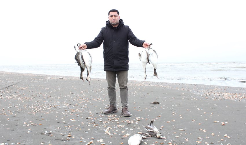 Mass die-off of grebes reported along Caspian coast in Azerbaijan
