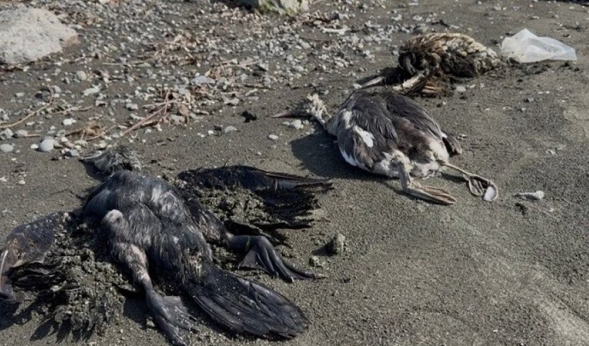 <b>Lənkəranda bu quşlarkütləvi qırılır</b>