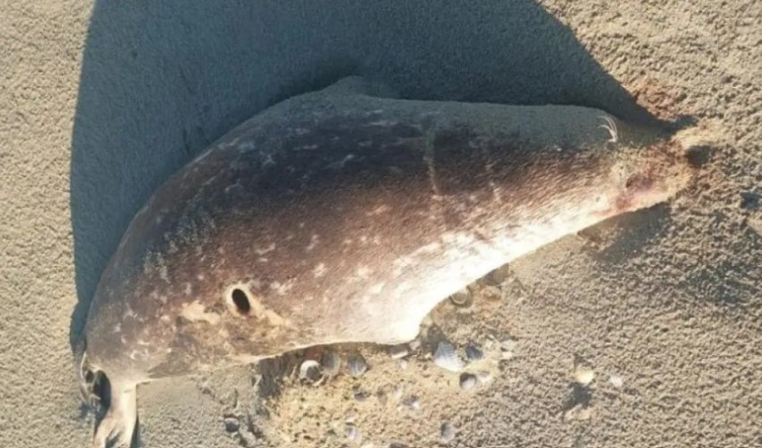 About 100 dead seals wash up on the Caspian shore in Kazakhstan