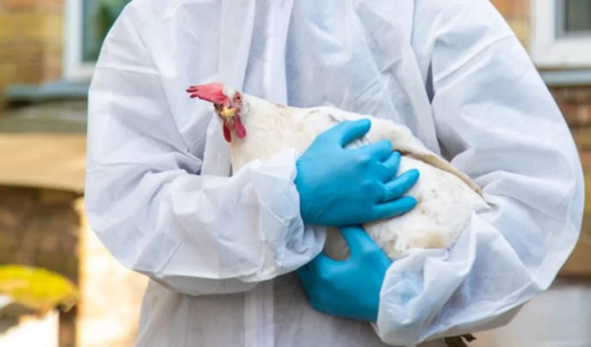 Azərbaycanda quş qripinə qarşı növbəti epizootoloji monitorinq keçiriləcək