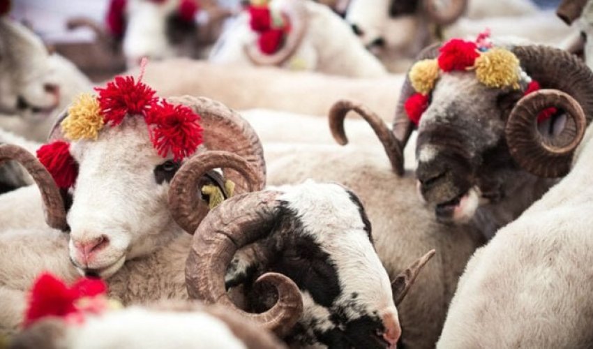 QMİ Qurban bayramı ilə bağlı fətva verib