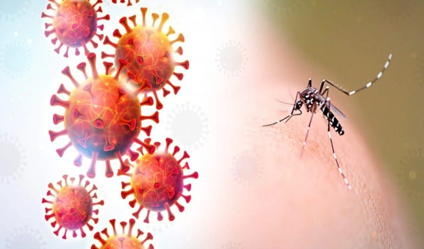 
Gürcüstanda təhlükəli virus aşkarlanıb