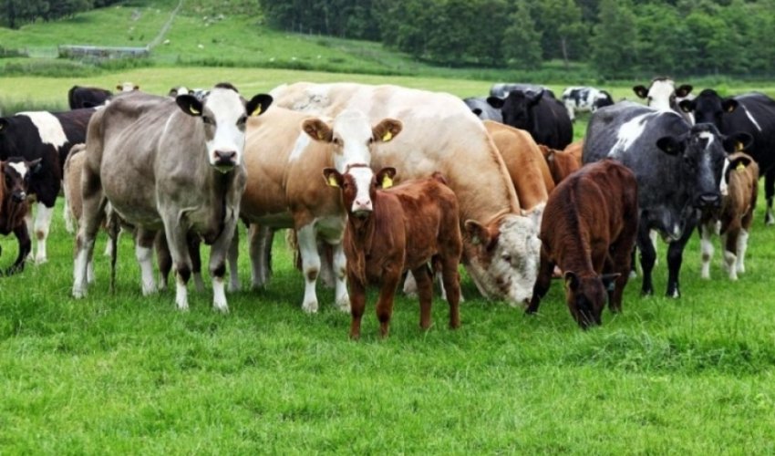 Mal əti üzrə özünütəminetmə səviyyəsi 100%-ə çatdırılacaq
