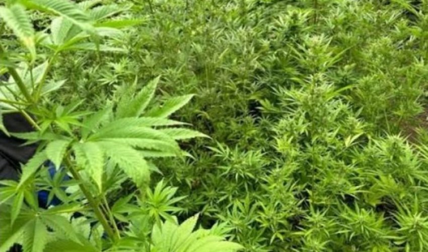 Yabanı halda bitmiş 1,3 tona yaxın çətənə kolu məhv edilib