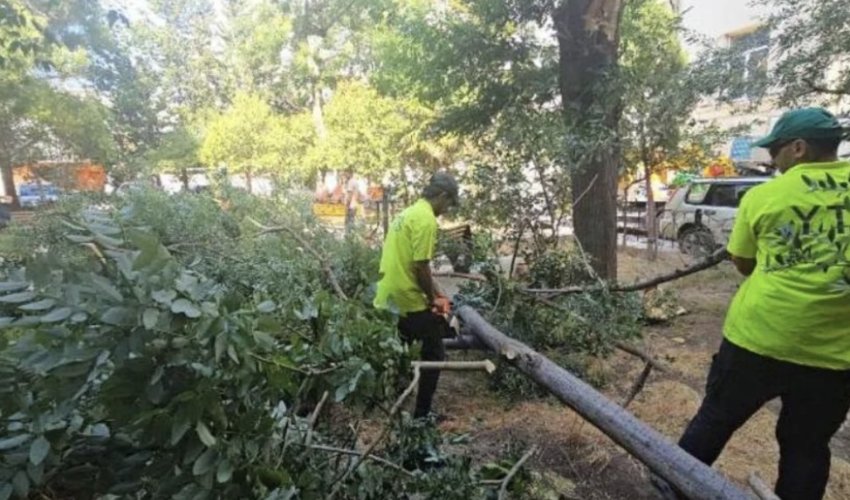 Strong winds topple 48 trees in Baku