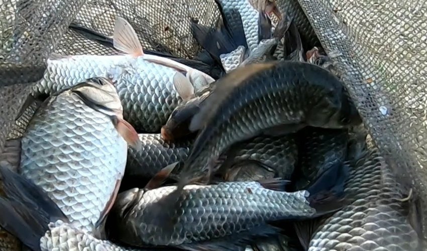 Azərbaycanda balıq ovu mövsümü açıldı