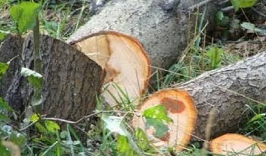 Bakı və Sumqayıtda yaşıllıqlara 40 min manata yaxın ziyan vurulub