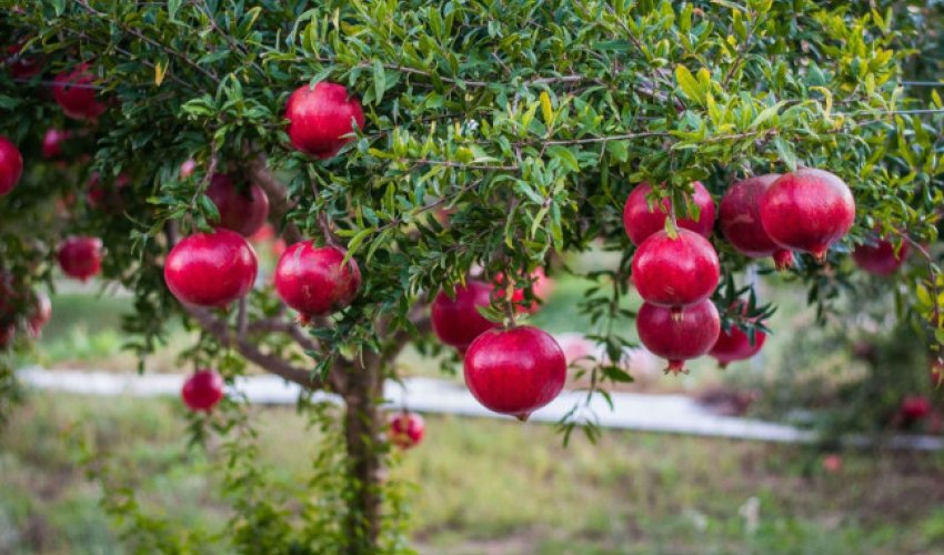 Ağdam narı ilk dəfə Avropa bazarlarında satışa çıxarılacaq