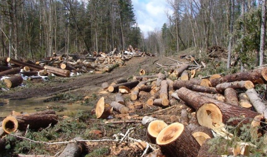 Dörd rayonda qanunsuz ağac kəsimi: Təbiətə 40 min manatdan çox ziyan dəyib