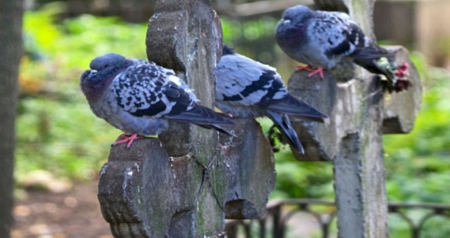 Gürcüstanda “Elitar qəbiristanlıq” açıldı
