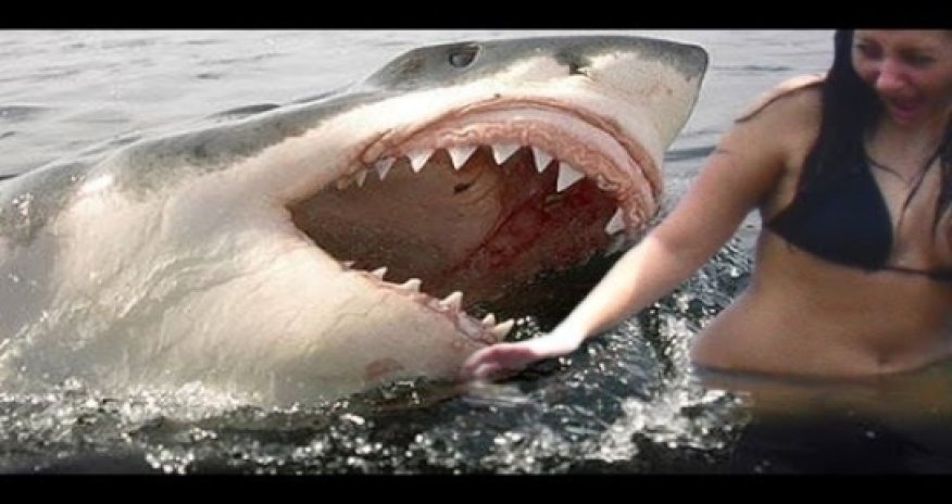 Акула напала на женщину - ВИДЕО