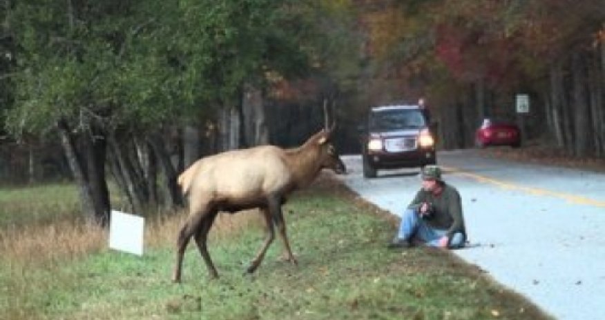 Агрессивный олень чуть не проткнул фотографа рогами - ВИДЕО