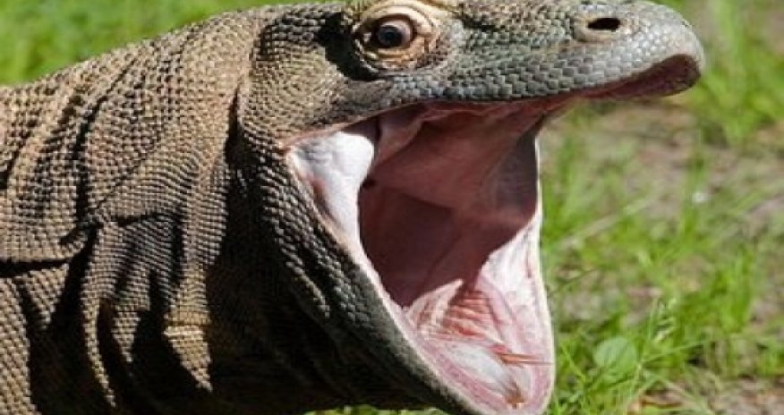 Участницу реалити-шоу едва не съел дракон комодо -ВИДЕО