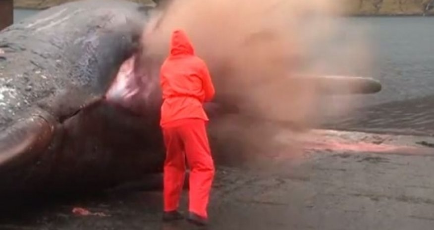 Кашалот взорвался -ВИДЕО