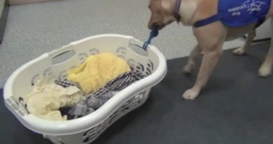 Стиральную машину "научили" включаться от собачьего лая -ВИДЕО