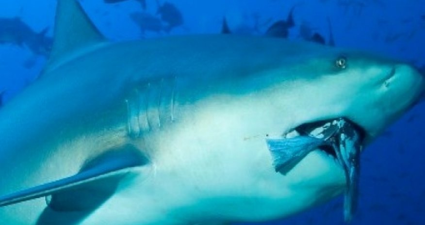 Акула набросилась на подростка и убила его