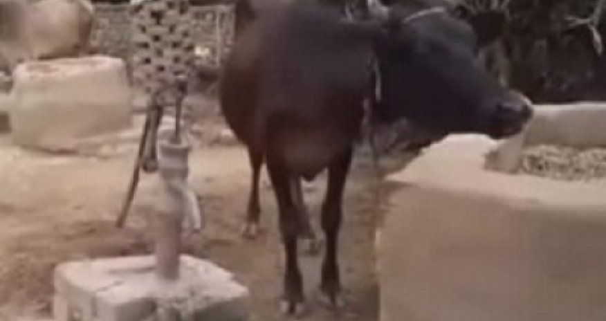 Корова побила все рекорды в социальных сетях -ВИДЕО