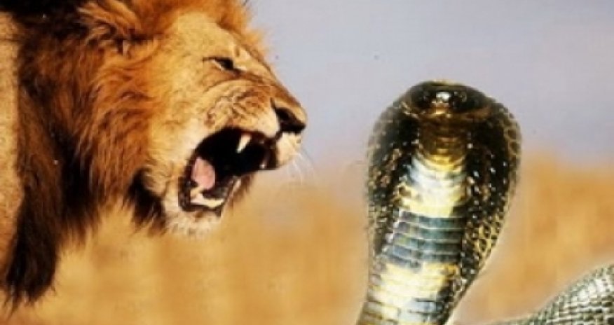Кобра ослепила льва -ВИДЕО