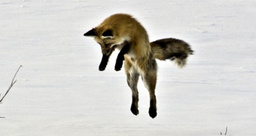 Лиса ныряет в снег за мышью - ФОТО+ВИДЕО