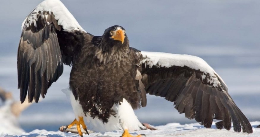 Птица украла камеру и записала ролик - ВИДЕО