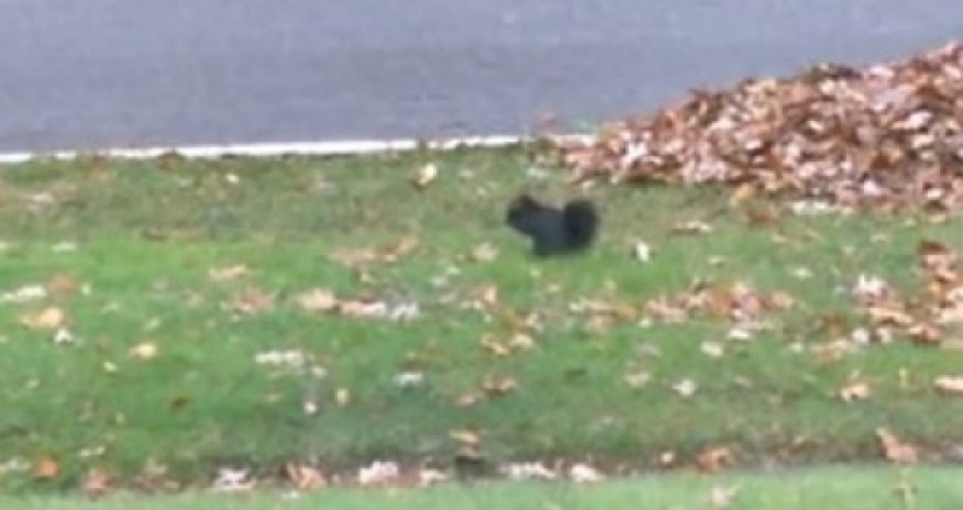 Падающая в обморок белка звезда интернета -ВИДЕО