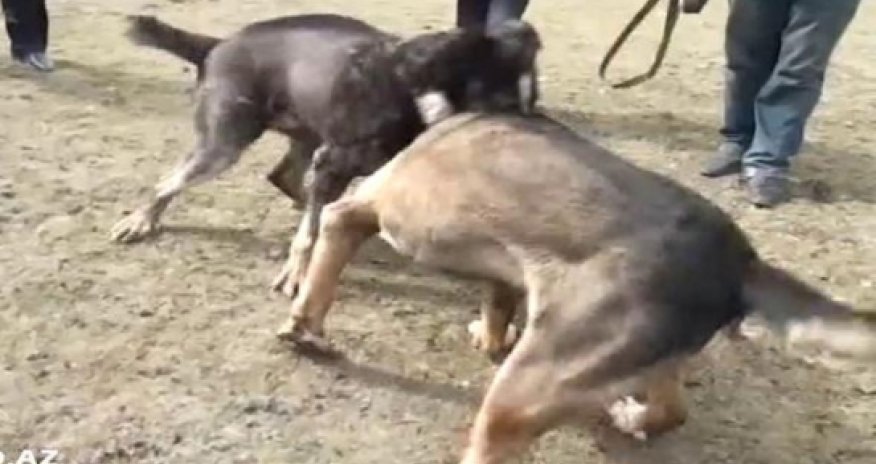 Собачьи бои в Азербайджане -ФОТО+ВИДЕО