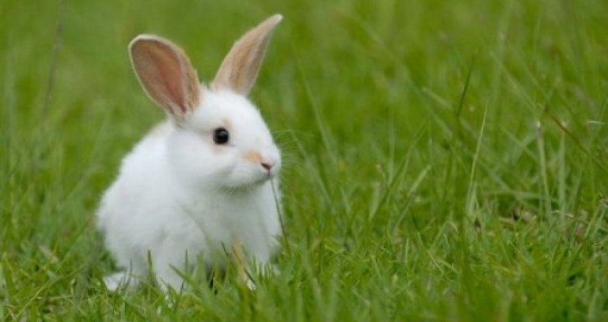 Он чуть не сошел с ума, увидев в темноте зайца -ВИДЕО