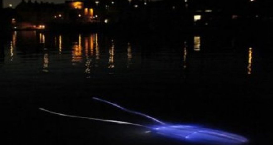 Раскрыта тайна светящегося подводного "пришельца" ВИДЕО