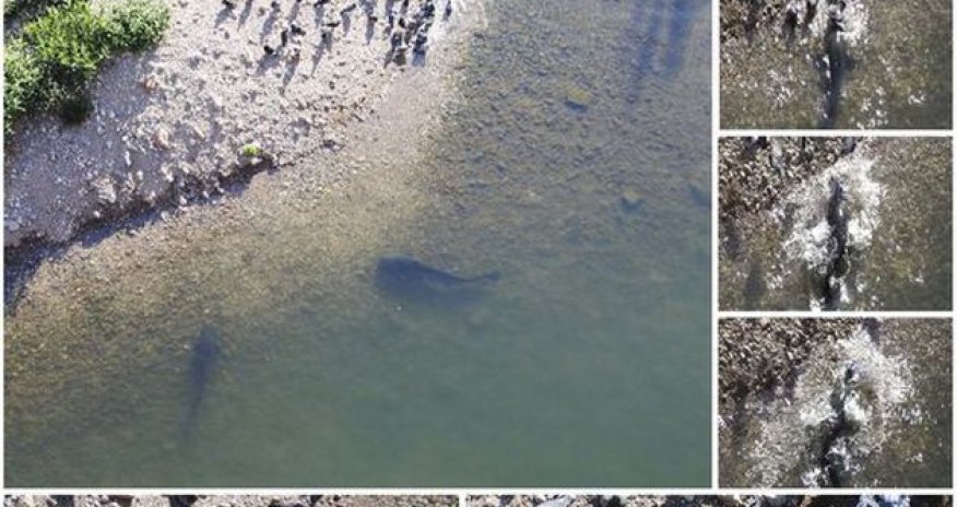 Голодный сом охотится на голубей -ВИДЕО